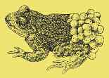 Die Geburtshelferkröte Tier des Jahres 2013 3 Golden schimmernde Augen und Brutpflege durch das Männchen: Die Geburtshelferkröte ist eine ganz besondere Amphibienart.