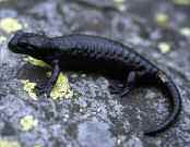 Die unbekannten Verwandten: Salamander und Molche Nebst Fröschen, Kröten und Unken gehören auch Salamander und Molche zu den Amphibien.