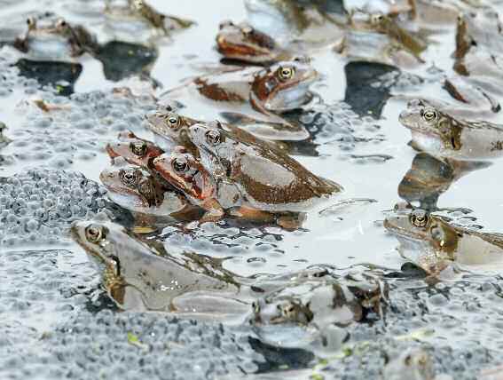 9 Alles Quak? Neben dem Paarungsruf kennen die Froschlurche drei weitere Arten von Rufen: Revier-, Befreiungs- und Schreck rufe.