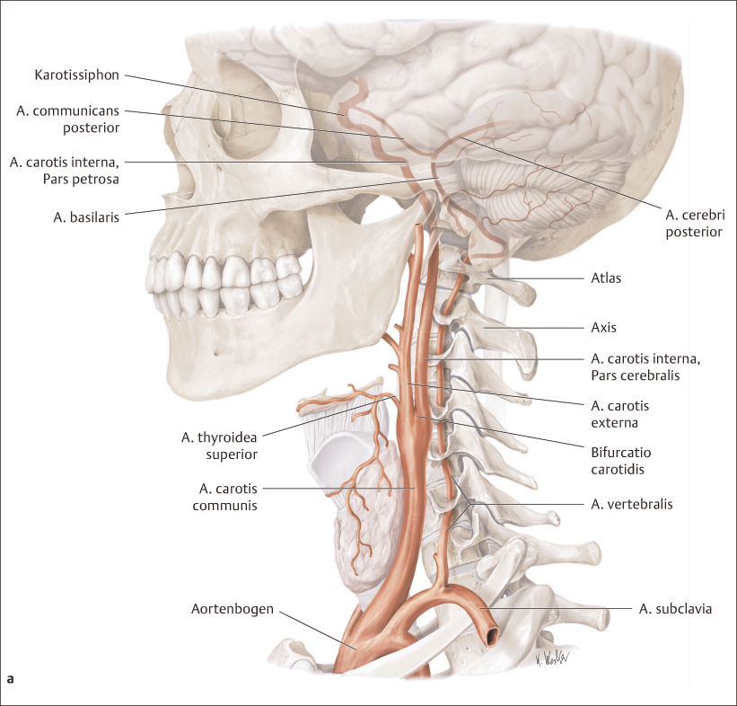 Halswirbelsäule, kraniozervikaler Übergang und kraniomandibuläres System 1 Abb.1.8a, b Überblick über die arterielle Versorgung des Gehirns (Quelle: Ernst u.