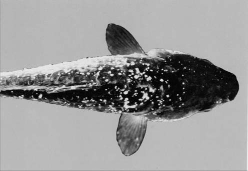 Ichthyophthirius multifilis Ursache: Wimpertierchen Alle heimischen Fische Schwärmer heften sich an der Haut fest Entwicklung zum adulten Stadium (Hautstadium) Parasiten lösen