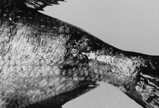 Fleckenseuche der Weißfische Wird durch org.