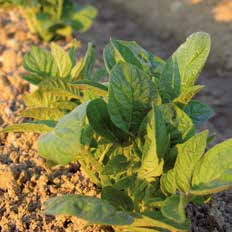 Mistral n Herbizid Mistral ist ein Blatt- und Bodenherbizid zur Bekämpfung aufgelaufener sowie noch nicht aufgelaufener Samenunkräuter und Samenungräser in n.
