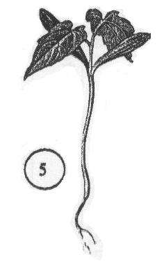 XVII Anhang Unterricht Hauptstudie Heimische Baumkeimlinge 1. Vergleiche die Skizzen zu den Baumkeimlingen mit den Beschreibungen und ordne die Keimlinge durch Zuordnung der Nummern 1-5 richtig zu.
