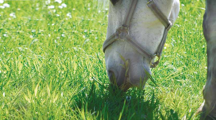 COUNTRY Horse Speziell für Pferde entwickelt Was ist das Besondere an Pferdeweiden? Die Pferdeweide ist im Vergleich zu einer Be weidung mit Kühen einer besonderen Belas tung ausgesetzt.