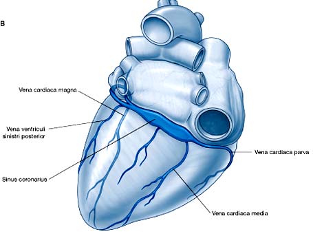 Blutversorgung - Herzkranzgefäße Die beiden Koronararterien entspringen aus dem Sinus aortae im Anfangsteil der Aorta aszendens A. coronaria dextra und A.