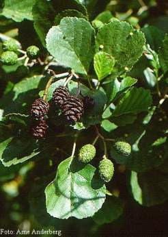 Typische Gehölzarten der Weichholzaue Überflutungstolerante Arten - Silberweide (Salix alba) - Bruchweide (Salix fragilis) - Ohrweide