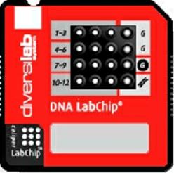 DiversiLab LabChip Kit Im Anschluss an die Amplifikation: Detektion der Amplicons in DNA LabChips (Agilent 2100): Auftrennung