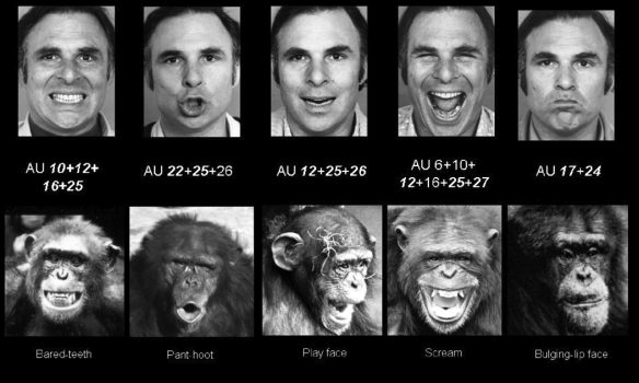 Basisemotionen Gesichtsausdrücke in Affen Kommunikation Entblößen der Zähne: