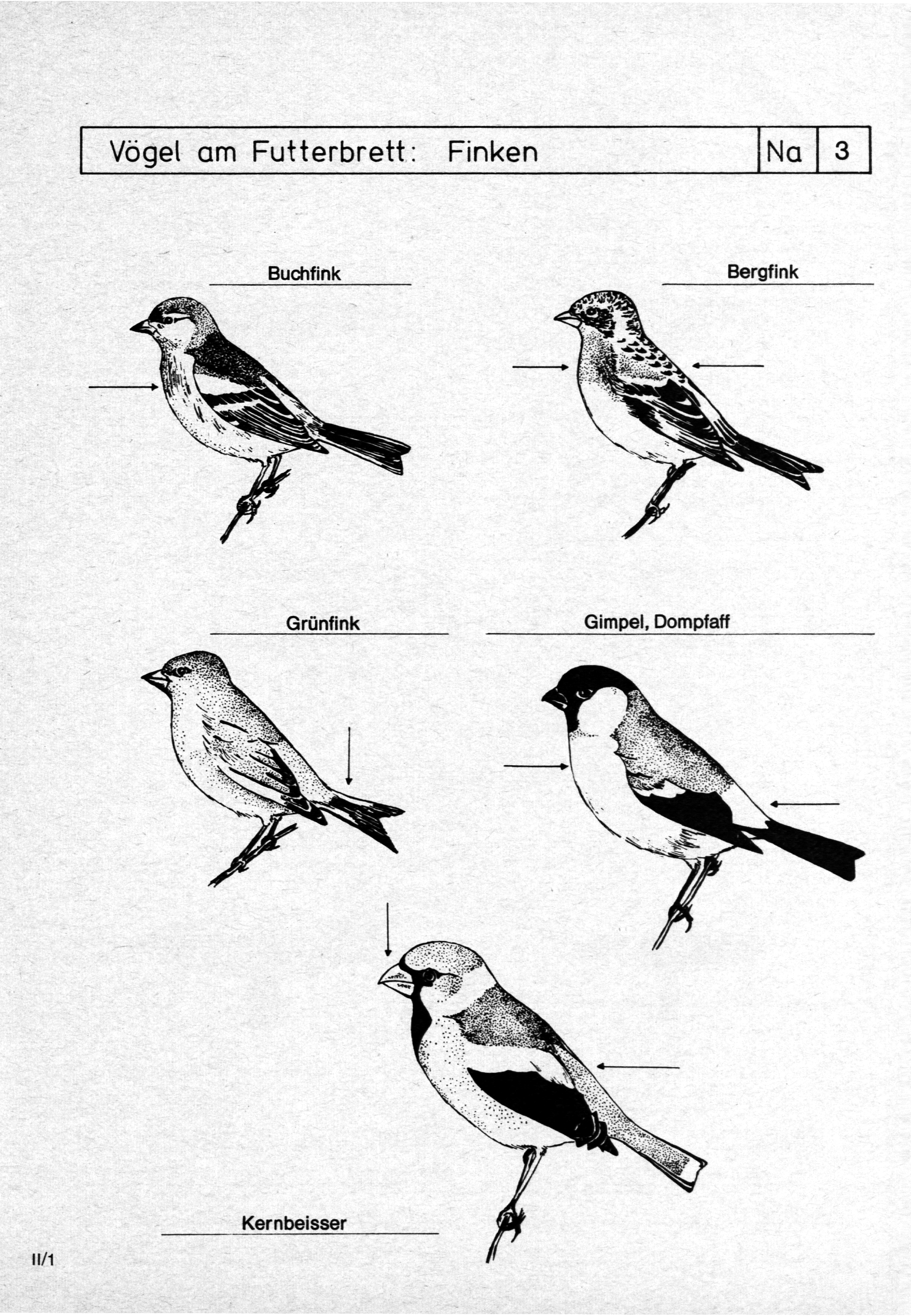 Vögel am Futterbrett: Buchfink Grünfink
