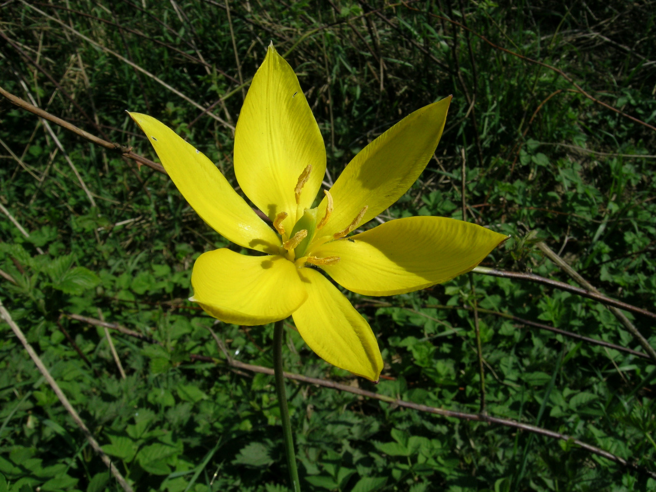 112 Abb. 5: Wild-Tulpe (Tulipa sylvestris L.) am Straßenrand in der Nähe von Puls (Bestand beschrieben von EH & WJ in DOLNIK et al. 2004, Foto 2007 JK).