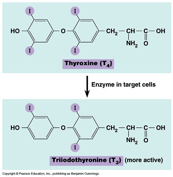 Tyroxin (T 4 ) und