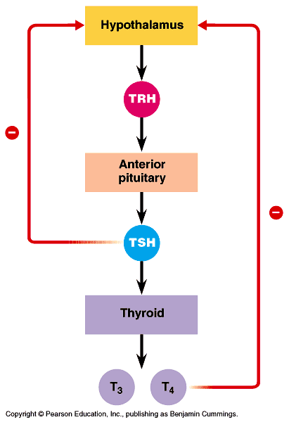 Kontrolle der Sekretion von Schilddrüsenhormonen TRH: Thyreotropin-Releasing Hormon