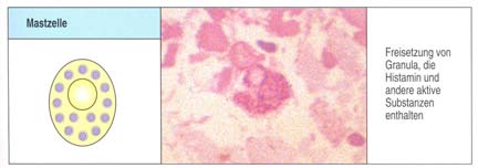 Monozyten/Makrophagen Dendritische Zellen (DCs) Cytoplasma- Ausläufer Reifung Monozyt (Blut) Makrophag (Gewebe) Phagozytose: Aufnahme eines Pathogens durch Endozytose Zerstörung in intrazellulären