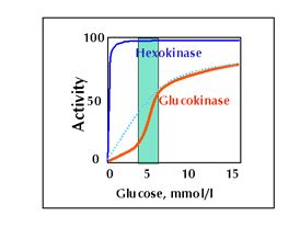 Glucokinase Aktivität Low affinity for Glucose (S 0.5 = 7.5, active range: 4-10mM); Hexokinase (S 0.5 = 0.