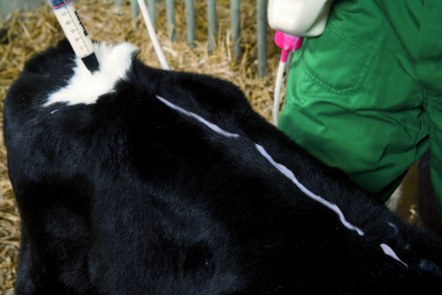 Parasitenfreie Zone für das Vieh vom Auf die richtige Anwendung kommt es Rind Butox 7,5 mg/ml pour on an der Rückenlinie entlang direkt auf die Haut auftragen.