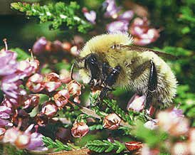 Portrait Wespenbiene Nomada alboguttata Wespenbienen gehören in die Gruppe der Kuckucksbienen. Diese legen keine eigenen Brutzellen an und sammeln zur Versorgung ihrer Nachkommen keine Blütenpollen.