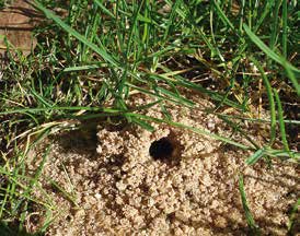 Bauanleitungen für Nisthilfen Nisthilfen für erdnistende Arten Fast zweihundert einheimische Wild bienenarten nisten im Erdboden oder sind als Kuckucksbienen von erd nistenden Bienen abhängig.