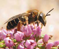 Vielfalt der Wildbienen Allein für Schleswig-Holstein sind knapp 300 verschiedene Wildbienenarten bekannt.