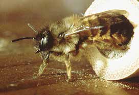 1 2 3 4 Ei Larve Puppe Biene wie geht das? Die faszinierende Verwandlung einer Raupe zum Schmetterling ist vielen Menschen bekannt.