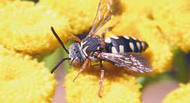 Alleinerziehend, WG oder Staat Lebensformen bei Wildbienen Die meisten einheimischen Wildbienenarten sind Einzelgänger und bilden keine Staaten.