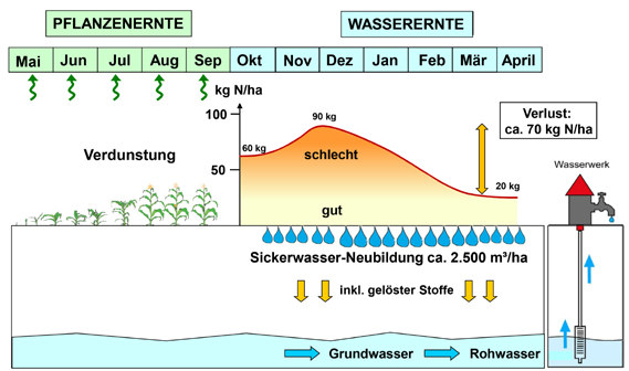 2.4.1 Begrünungsmaßnahmen 2.4.1 Begrünungsmaßnahmen Gegenüber Wald und Grünland tragen Ackerlächen wegen ihrer im Jahresdurchschnitt geringeren Verdunstung überproportional zur Sickerwasser- bzw.