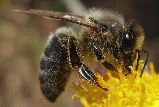 Optimale Anpassung an Lebensraum Honigbienen haben fast alle terrestrischen Lebensräume erobert Auch unsere europäischen Hausbienen sind