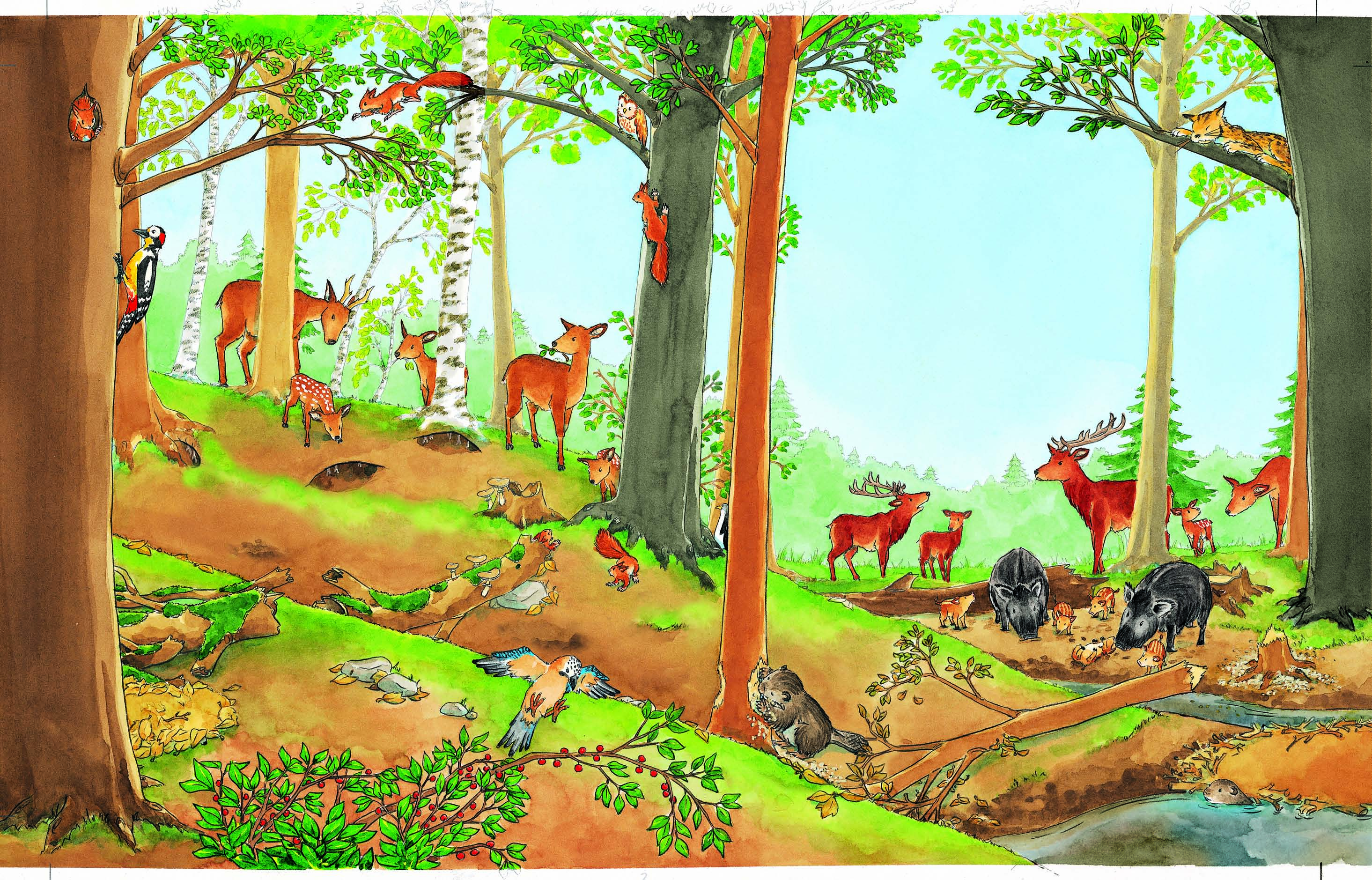 D00_E_98_wiwj_wald_00a.qxp..00 8:8 Uhr Seite 9 Welche Tiere leben im Wald? Im Bild hat sich ein Tier versteckt, das nicht in Wäldern lebt. Kannst du es finden?