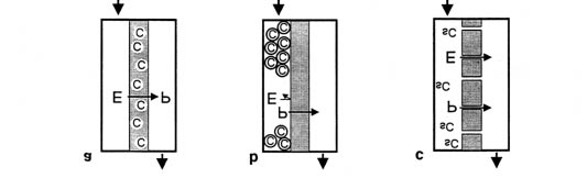 4.2. Katalytische Menmbranen/Einführung 4.2. Katalytische Membranen/Einführung Die Membrantechnik wird heute nicht nur als klassische Trennoperation eingesetzt, sondern verstärkt in den Prozeß mit einbezogen [58].