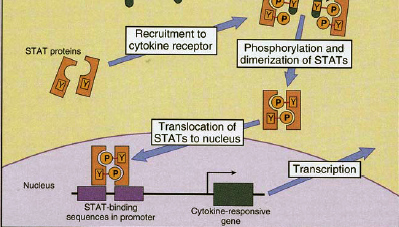 Signalübertragung Jak-Stat Weg (Non-receptor-Tyrosin-Kinasen // Rezeptor-assozierte Tyrosin-Kinasen) Aktivierte Stat Faktoren wandern in Kern und beeinflussen