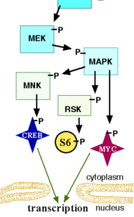 Signalübertragung MAP-Kinase Weg Es gibt mehrere MAP-Kinasen etc., daher verschiedene Wege Genaktivität (Transkription) beeinflusst durch z.b. C-myc oder CREB die von MAPK phosphoryliert und somit aktiviert werden.