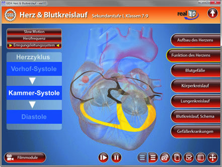 Das Modell im Teilbereich "Herzfrequenz" zeigt das Herz (animiert).