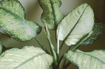 Pflanzen Dieffenbachie Giftige Teile: gesamte Pflanze Dieffenbachia picta Vorsicht, kann Haut-/