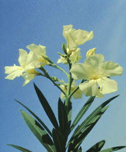 Pflanzen Oleander Giftige Teile: Blätter, Blüten, Rinde Nerium oleander Giftig, schmeckt