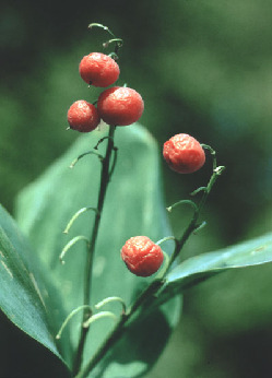 Pflanzen Maiglöckchen Giftige Teile: besonders die Blüten, auch Beeren und Blätter Convallaria majalis