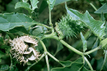 Pflanzen Stechapfel Giftige Teile: vorwiegend Blätter und Samen Datura stramonium Rasches Auftreten von