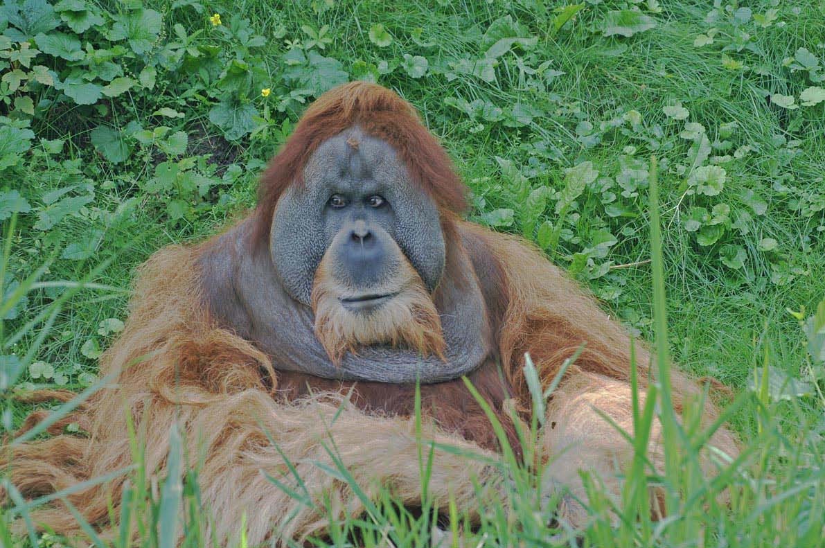Der Mensch sollte sich einen Orang-Utan im Zoo anschauen, seine Intelligenz erleben, seine Leidenschaft, seine Wut, sein