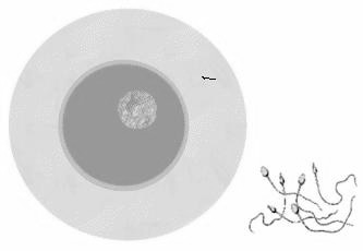 VI. Unsere Geschlechtszellen A B 10 Punkte 1. Auf den Abbildungen sieht man menschliche Samenzellen und eine Eizelle. Welche sind die Samenzellen?