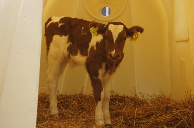 Tiergenetik Die Remonten wurden von zwei Bio-Milchbetrieben zugekauft. Es sind Remonten aus fleischbetonter Milchviehabstammung.