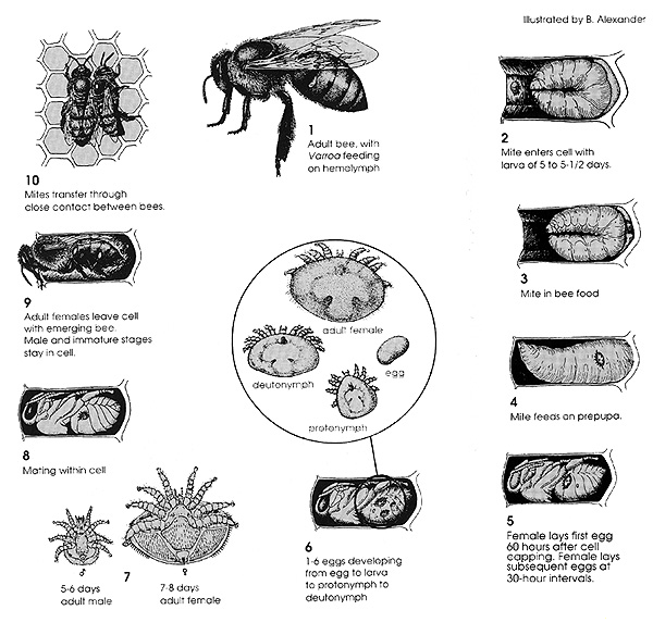 2. Einführung (Schrifttum) 28 Abbildung 9: Lebens- und Entwicklungszyklus der Varroamilbe. 2.3.