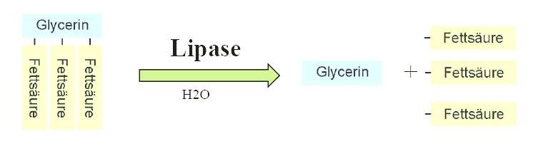 Gastrointestinaltrakt xidation von Lipiden ydrolytische Enzyme des Pankreassekrets (1) Pankreas-Lipasen Lipoproteinlipasen des Endothels intrazelluläre, hormonsensitive Lipasen (Adipozyten)
