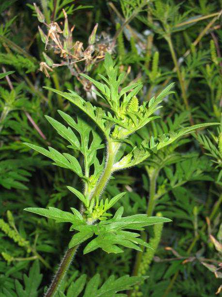 Gefährdungen durch weitere organische Stoffe (Ambrosia artemisiifolia) Sensibilisierende Wirkung auf die Atemwege auf die Haut x x Die Beifußblättrige Ambrosie ist ein aus Nordamerika stammender
