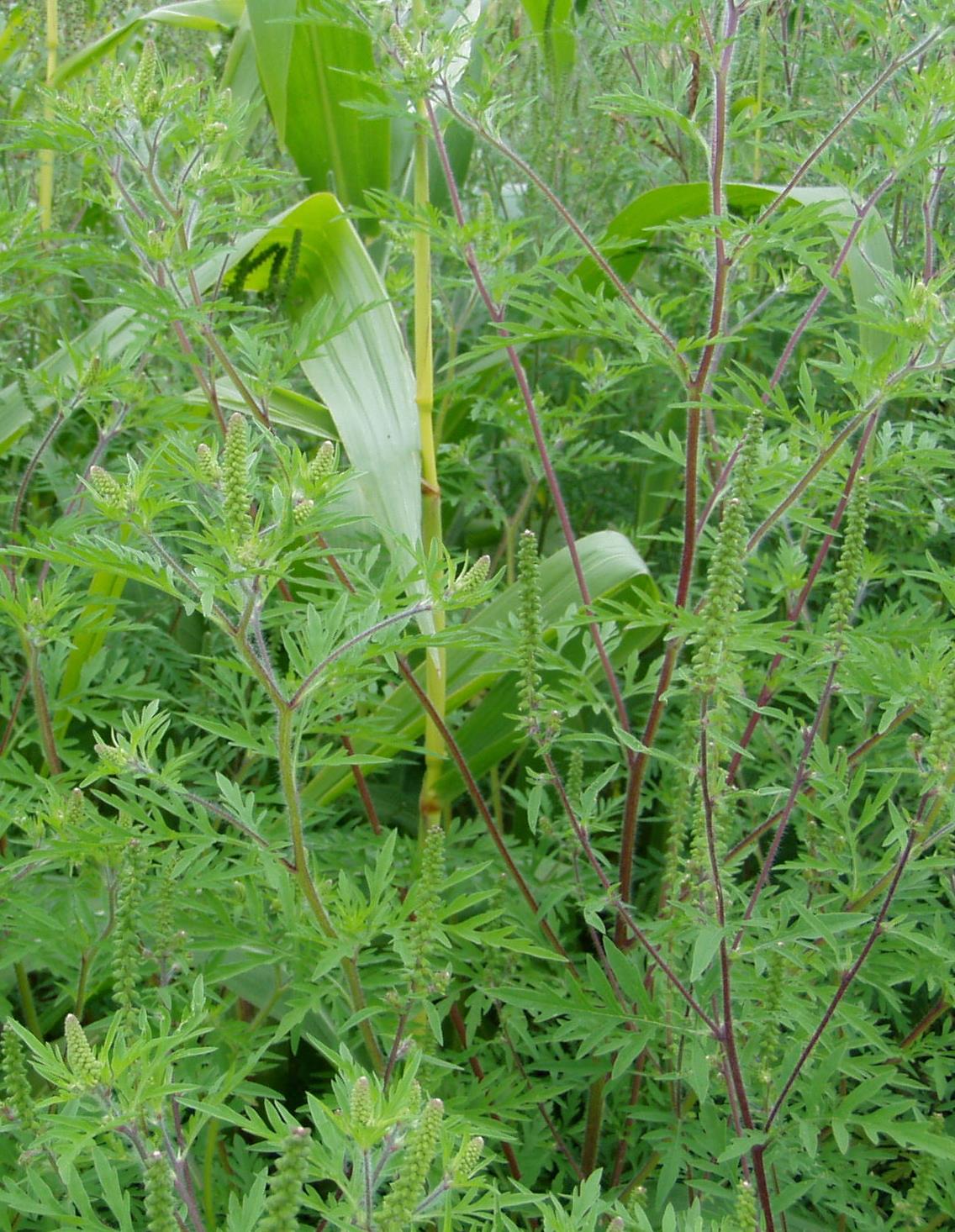 Gesundheitsgefahr durch die Beifuß-Ambrosie (Ambrosia artemisiifolia) Melde- und Beratungsstelle: Landratsamt Ansbach SG 44