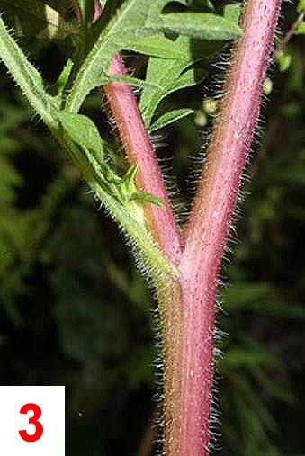 Die männlichen und weiblichen Blüten befinden sich getrennt voneinander auf einer Pflanze.