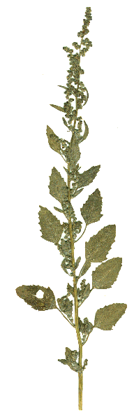Blütezeit deckt sich mit Ambrosia, auch die Pollen des gemeinen Beifusses sind ein bekannter und häufiger Allergieauslöser Wermut (Artemisia absinthium) beiderseits