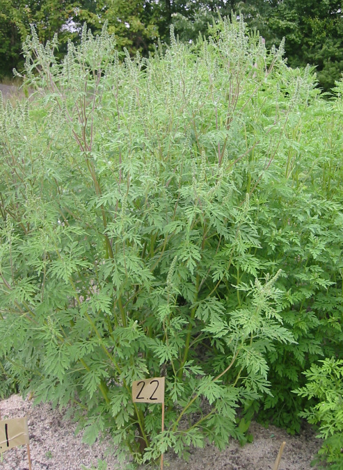 Ökologisch Botanischer Garten der Universität Bayreuth Bekämpfung von Ambrosia artemisiifolia Auswirkungen der Mahd und Einfluss der Stickstoffverfügbarkeit Abbildung 1: Ambrosia-Pflanze kurz vor