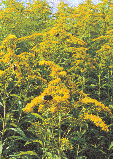 Kanadische und Spätblühende Goldrute: Ursprünglich im 17. Jahrhundert als Zierpflanze in Europa eingeführt, fühlt sie sich hier sehr wohl und dominiert einen Standort sehr schnell.