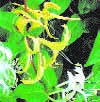 NATUR Neophyten Finger weg von diesen Pflanzen Schwarze Liste gemäss SKEW Schweizerische Kommission für die Erhaltung von Wildpflanzen, Domaine de Changins, CP 254, 1260 Nyon 1 Wissenschaftliche