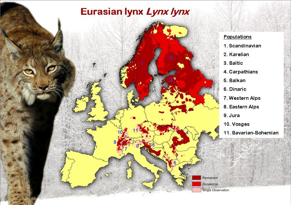Abb. 1: Luchsverbreitung in Europa. (Quelle: LCIE; http://www.lcie.org/docs/lcie%20iucn/lynx_pop_map.