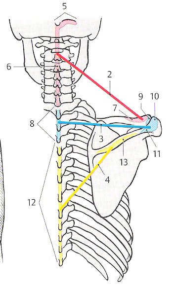 3.3.2 Muskeln die auf den Schultergürtel wirken 1. M. trapezius (Kapuzenmuskel) ) 2. M. rhomboideus (Rautenmuskel) )- sind auch Rückenmuskulatur 3. M. levator scapulae (Schulterblattheber) ) 4. M. serratus anterior (vorderer Sägemuskel) 5.
